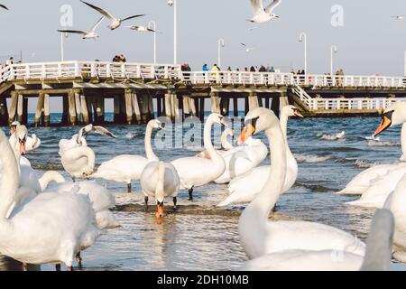 Schwäne und Möwen an der Küste in der Ostsee im Winter vor Ort Stadt Polen. Hungrige Möwen und Schwäne konkurrieren um Nahrung. Stockfoto