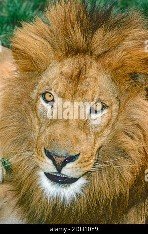 Männlicher asiatischer Löwe (Panthera Leo persica) aus dem Gir Forest in Indien. Als gefährdet eingestuft. Stockfoto