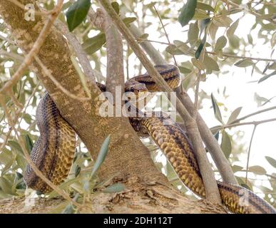 Vier gefütterte Schlange, elaphe quatuorlineata Klettern auf einem Baum in griechenland Stockfoto