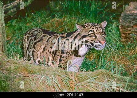 Männchen trübter Leopard, (Neofelis nebulosa,) aus Südostasien. Als gefährdet aufgeführt. Stockfoto