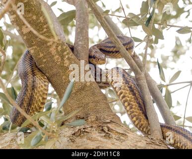 Vier gefütterte Schlange, elaphe quatuorlineata Klettern auf einem Baum in griechenland Stockfoto