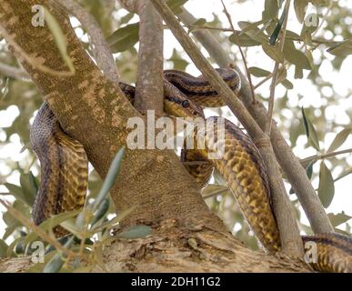 Vier gefütterte Schlange, elaphe quatuorlineata Klettern auf einem Baum in griechenland Stockfoto