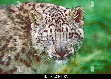 Jugendlicher Schneeleopard, (Panthera uncia,) aus Zentral- und Südasien als gefährdet aufgeführt. Stockfoto