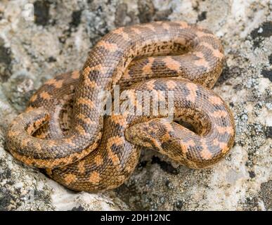 Kaukasische Sandboa, Eryx jaculus in griechenland Stockfoto