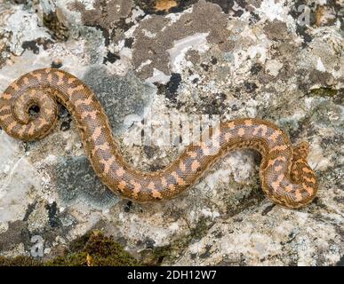 Kaukasische Sandboa, Eryx jaculus in griechenland Stockfoto