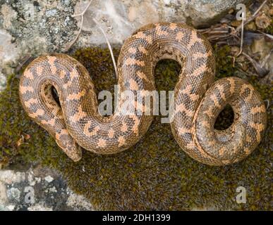 Kaukasische Sandboa, Eryx jaculus in griechenland Stockfoto