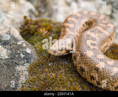 Kaukasische Sandboa, Eryx jaculus in griechenland Stockfoto