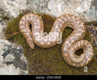 Kaukasische Sandboa, Eryx jaculus in griechenland Stockfoto