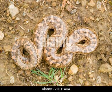 Kaukasische Sandboa, Eryx jaculus in griechenland Stockfoto