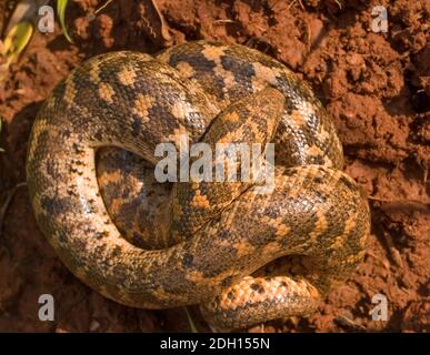 Kaukasische Sandboa, Eryx jaculus in griechenland Stockfoto