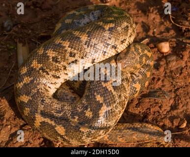 Kaukasische Sandboa, Eryx jaculus in griechenland Stockfoto