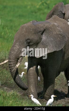 African Elephant, loxodonta africana, Kalb Sprühen Schlamm auf sich selbst, mit Rinderreiher, Bubulcus ibis, Masai Mara Park in Kenia Stockfoto