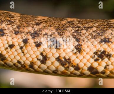 Kaukasische Sandboa, Eryx jaculus in griechenland Stockfoto