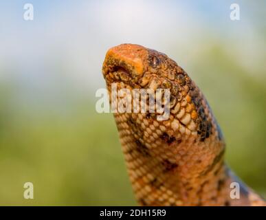 Kaukasische Sandboa, Eryx jaculus in griechenland Stockfoto