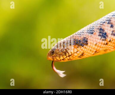 Kaukasische Sandboa, Eryx jaculus in griechenland Stockfoto