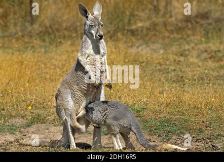 Rotes Känguru, Macropus rufus, Mutter mit Joey Suckling, Australien Stockfoto
