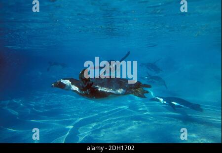 Humboldt-Pinguin, Spheniscus Humboldti, Gruppe unter Wasser Stockfoto