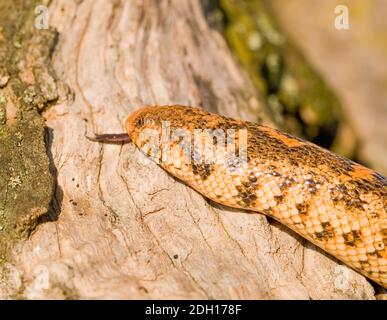 Kaukasische Sandboa, Eryx jaculus in griechenland Stockfoto