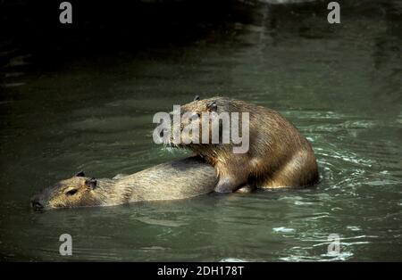 Capybara, Hydrochoerus Hydrochaeris, paar Matin im Wasser Stockfoto