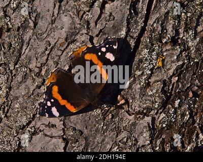 Nahaufnahme des schönen Schmetterlingsroten Admirals (vanessa atalanta) mit schwarzen Flügeln, roten Bändern und weißen Flecken, die in der Morgensonne auf Baumrinde sitzen. Stockfoto