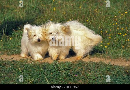 Coton de Tulear Hund, Pup spielen Stockfoto