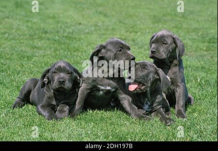 Neapolitain Mastiffhund, Welpe, stehend auf dem Rasen Stockfoto