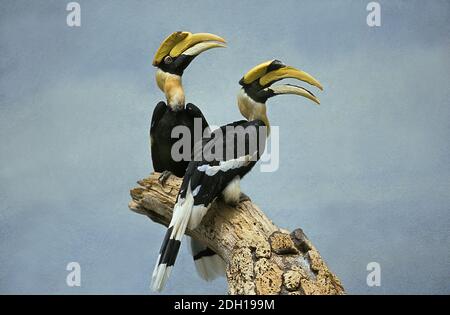 Großer Hornbill, buceros bicornis, Paar auf Zweig stehend Stockfoto