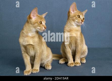 Fawn Abessinier Katze, Kätzchen sitzen vor blauem Hintergrund Stockfoto