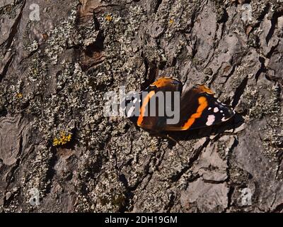 Nahaufnahme des wunderschönen Schmetterlings vanessa atalanta (roter Admiral) mit schwarzen Flügeln, roten Bändern und weißen Flecken, die sich auf Baumrinde erwärmen. Stockfoto