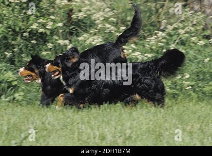 Berner Sennenhund, Erwachsene laufen Stockfoto