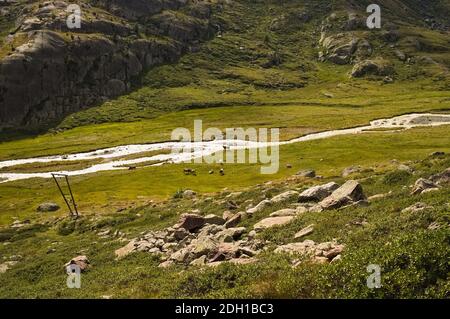 Kühe grasen in einem Bach in den italienischen Alpen (Trentino, Italien, Europa) Stockfoto