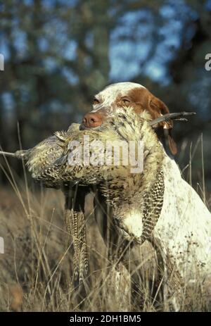 Bourdonnais Pointer Dog, Erwachsener mit gewöhnlicher Fasan-Hündin im Mund Stockfoto