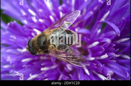 Eine hübsche violette Dahlia Blume mit einer Biene, die darauf kriecht IT Stockfoto