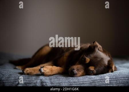 Trauriges Porträt eines blinden diabetischen Hundes entspannt auf der Bett Stockfoto