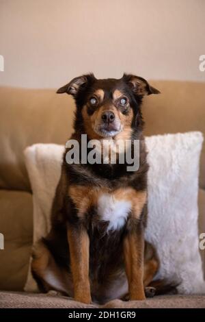 Porträt eines blinden diabetischen Hundes, der auf dem Sofa sitzt Zu Hause Stockfoto