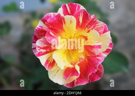 Gelbe und rosa Blütenblatt Hybrid-Tee-Rose in einem Garten Nahaufnahme Stockfoto