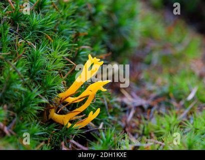 Bunt gefärbter Gelbhornpilz, ein Korallenpilz, der im Moos wächst Stockfoto