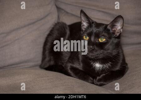 Schwarze Katze mit einem weißen Fleck schlafen auf einem grauen Couch oder Sofa Stockfoto