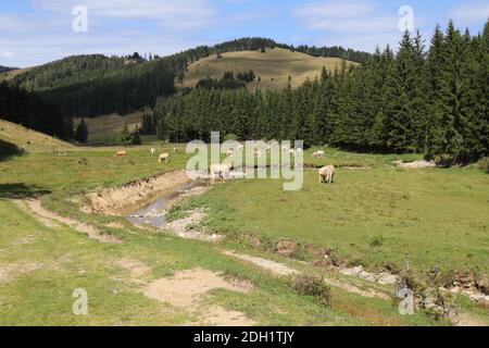 Blick auf ein Grasland mit Kühen in einer Bergumgebung Stockfoto