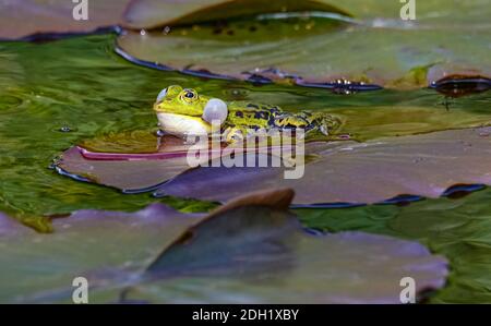 Der Kleine Wasserfrosch (Pelophylax lessonae oder Rana lessonae) hatte sich auf einem Lilienblock bequem gemacht. Stockfoto