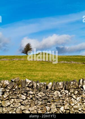 Isolierte Baum- und Trockensteinmauer auf Longstone Edge bei Bakewell Im Peak District National Park Derbyshire England Stockfoto