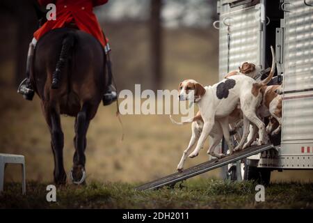 Farblandschaftsfotos des Hamilton Hunt Club in Ontario, Kanada, die sich auf eine traditionelle Fuchsjagd vorbereiten und daran teilnehmen. Stockfoto