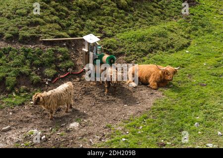 Schöne Hochlandratten in den Folomiten, im Sommer, Italien, Europa Stockfoto