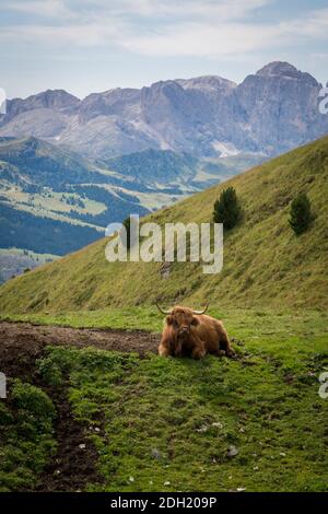 Schöne Hochlandratten in den Folomiten, im Sommer, Italien, Europa Stockfoto