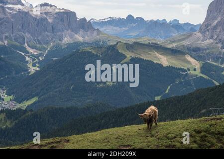 Schöne Hochlandratten in den Folomiten, im Sommer, Italien, Europa Stockfoto