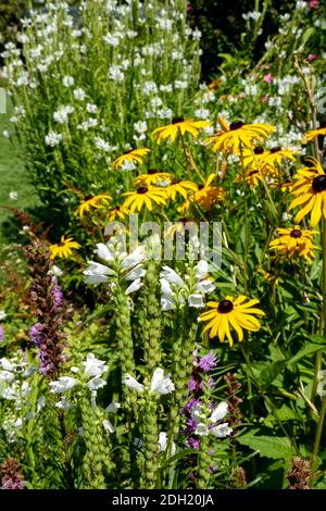 Weiße Physostegia virginiana 'Summer Snow' gehorsame Pflanze, Rudbeckias Stockfoto