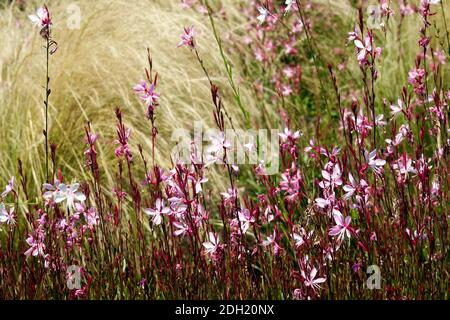 Gaura lindheimeri 'Rosyjane' Gras Hintergrund Stockfoto