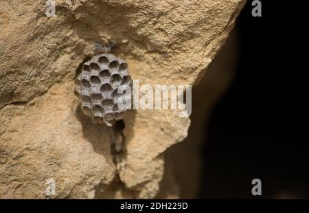 Eine Nahaufnahme eines kleinen Papierwastnests auf einem Felsen unter dem Sonnenlicht mit einem verschwommenen Hintergrund Stockfoto