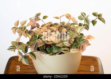 Tradescantia Albiflora tricolor Pflanze in einem Cremetopf auf einem kleinen Holztisch vor weißem Hintergrund eingegossen. VEREINIGTES KÖNIGREICH Stockfoto