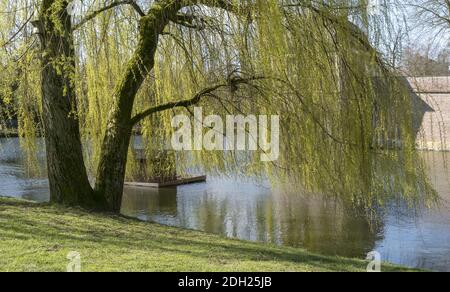 Trauerweide (Salix babylonica) im Frühjahr Stockfoto